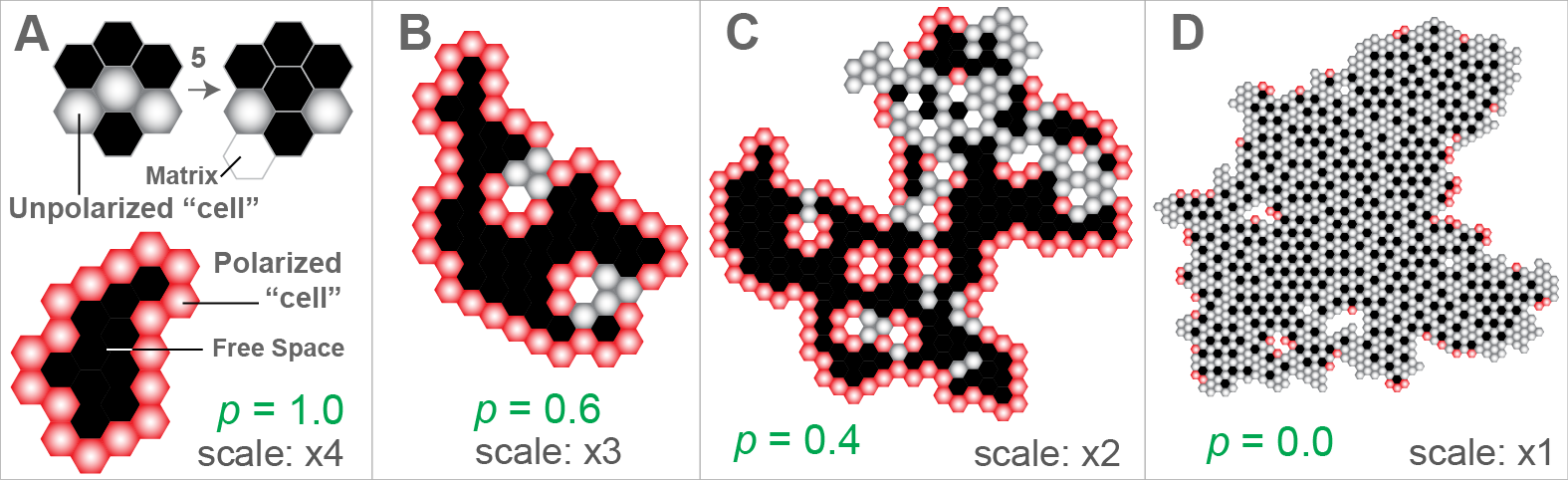 Cell diagram of polarized and unpolarized
